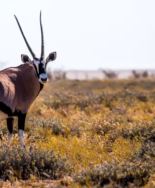 Wandere auf das Waterberg Plateau